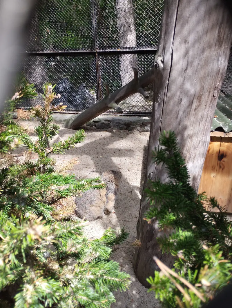 Фотография Зеленогорска в Новосибирском Зоопарке