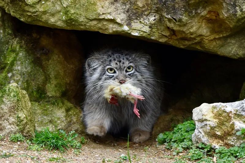 Фотография Наму в Парке диких животных Порт-Лимпн