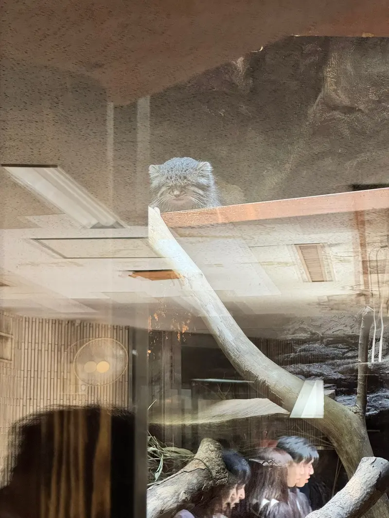 Фотография с манулом в Зоопарке Уено
