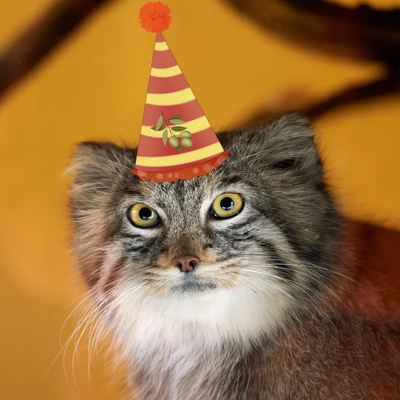 Фотография с манулом