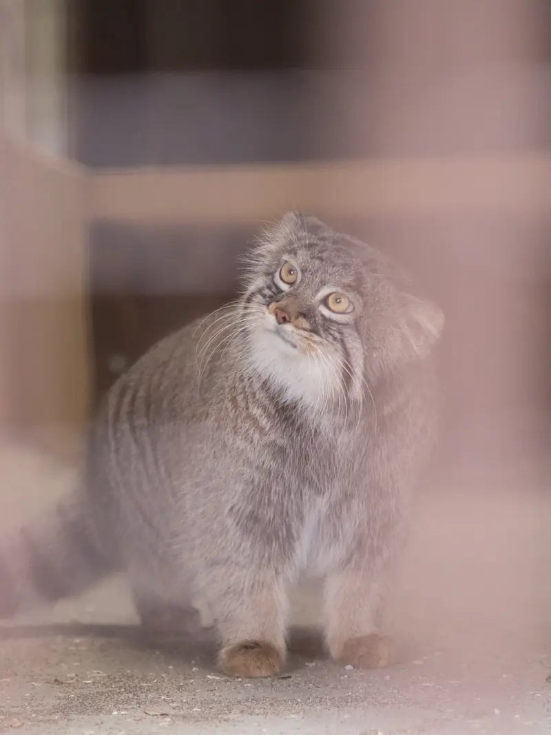 Фотография Фиги в Зоопарке Ногеяме