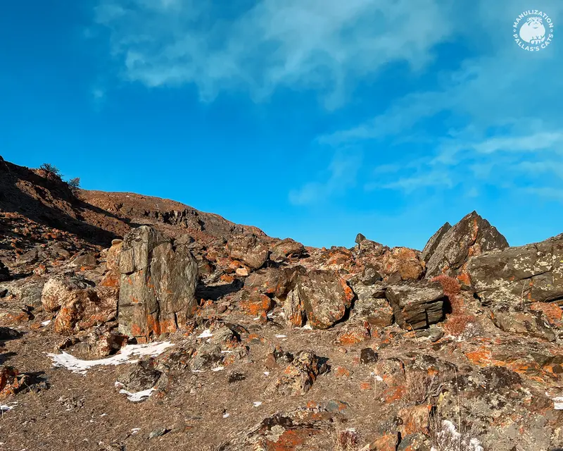 Фотография с манулом