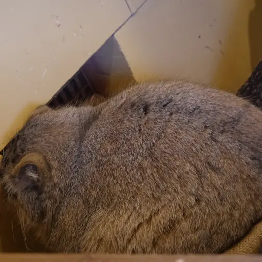 Фотография Оливы в Детском зоопарке Сайтама