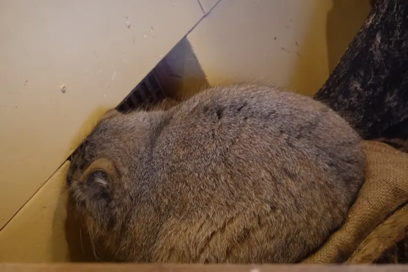 Фотография Оливы в Детском зоопарке Сайтама