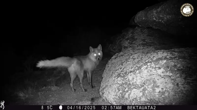 Фотография Рыжаи Лисица с фотоловушки Бектауата 2