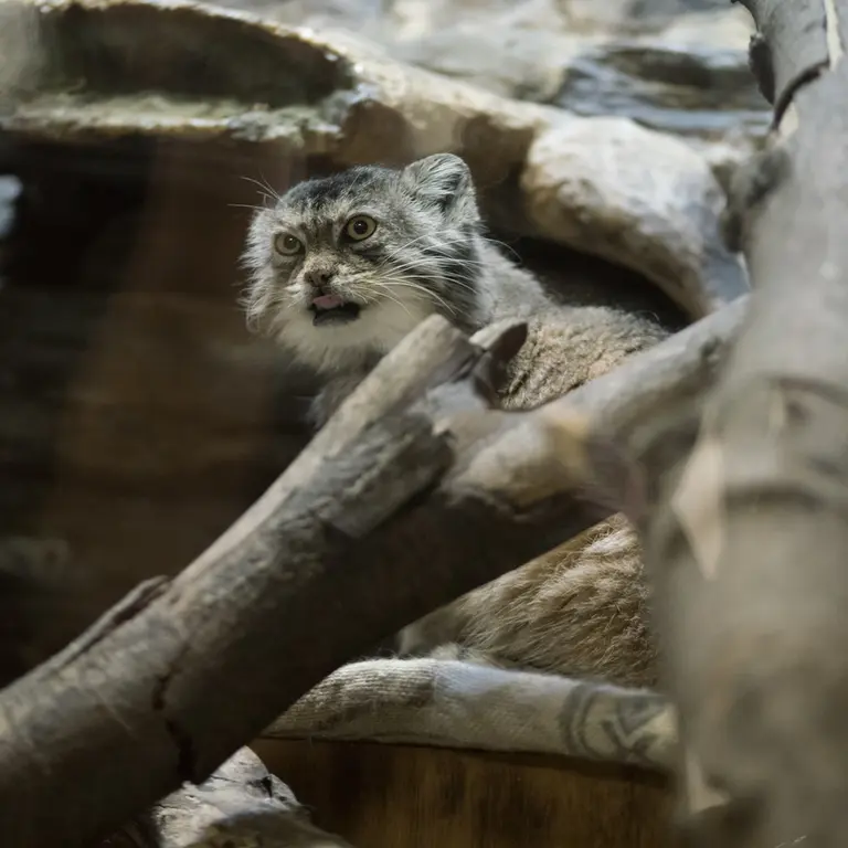 Фотография Примулы в Зоопарке Уено