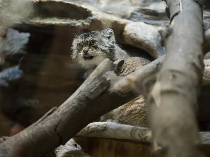 Фотография Примулы в Зоопарке Уено