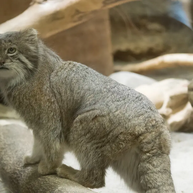 Фотография Клёна в Зоопарке Уено