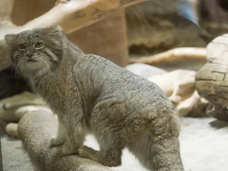 Фотография Клёна в Зоопарке Уено