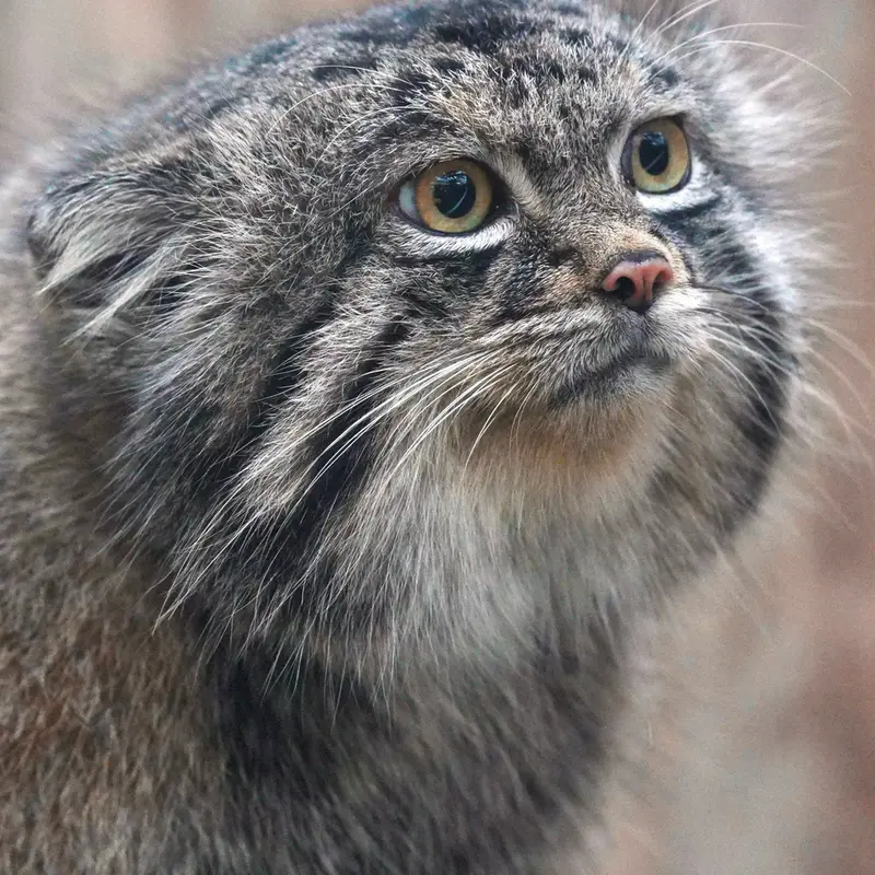 Фотография Нара в Царстве Животных Кобе