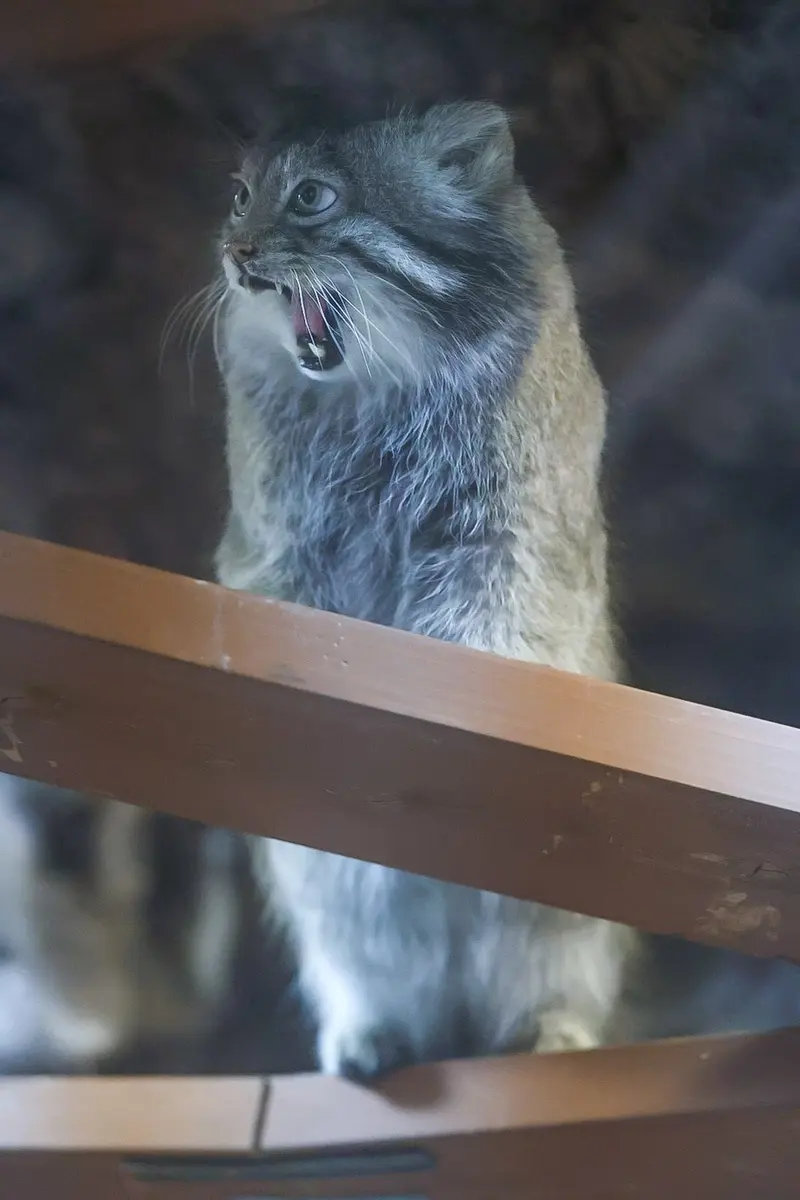 Фотография Клёна в Зоопарке Уено