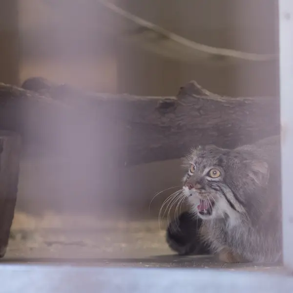 Фотография Фиги в Зоопарке Ногеяме