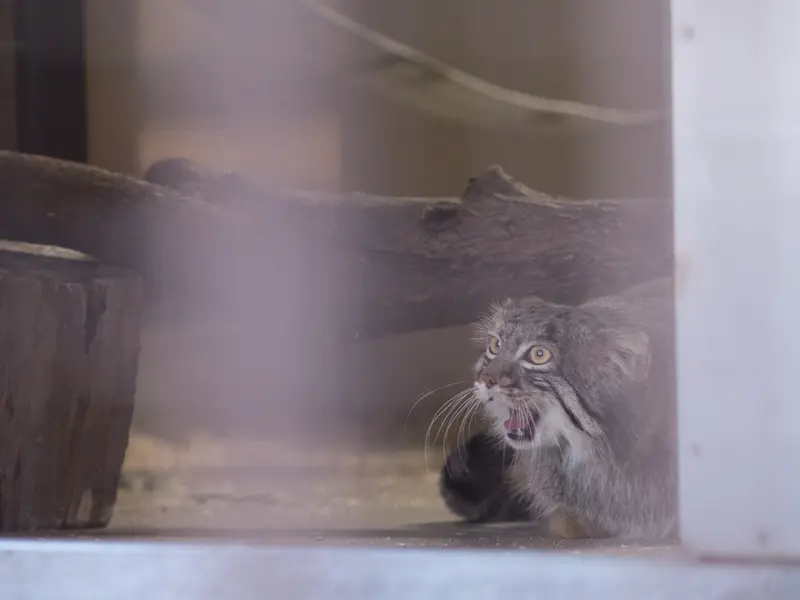 Фотография Фиги в Зоопарке Ногеяме