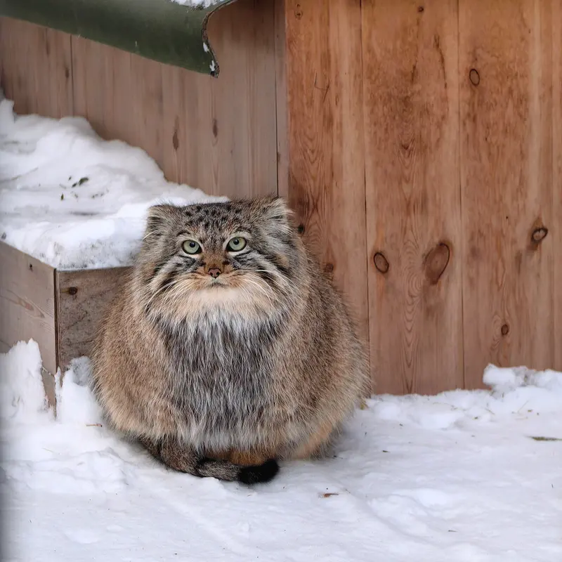 Фотография Лолошки 2024 Г.р. Ⅳ в Новосибирском Зоопарке