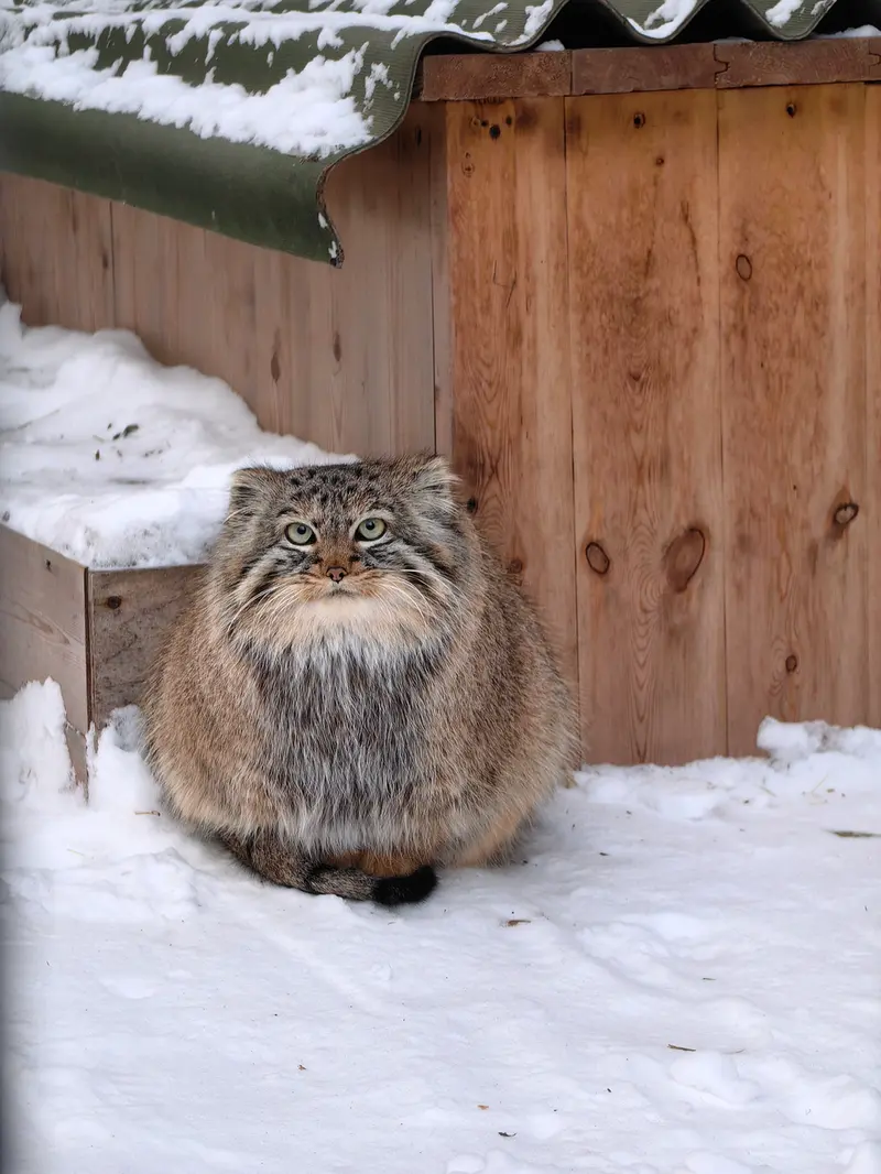 Фотография Лолошки 2024 Г.р. Ⅳ в Новосибирском Зоопарке