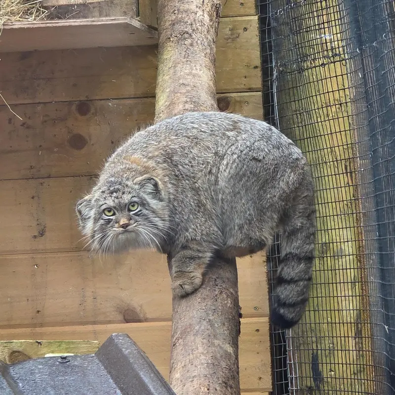 Фотография с манулом