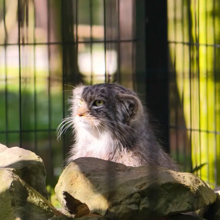 Фотография Цас в Краковском Зоопарке