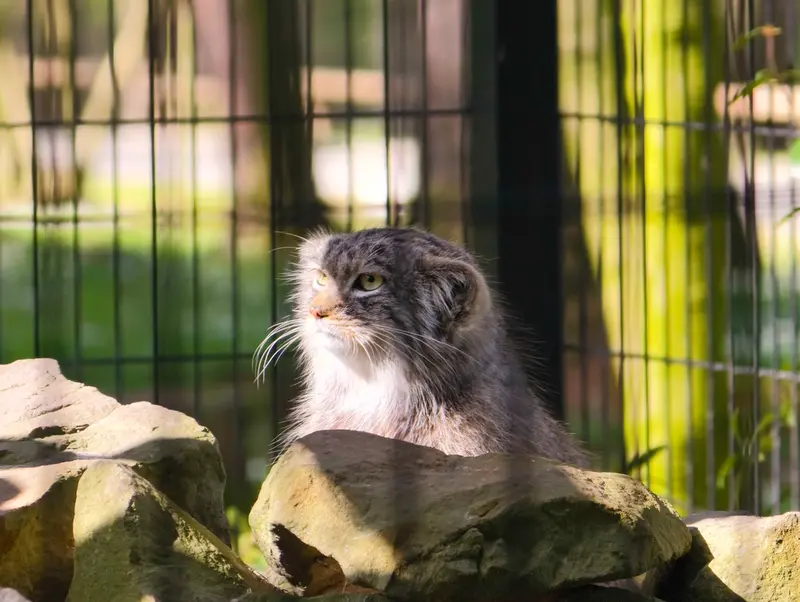Фотография Цас в Краковском Зоопарке