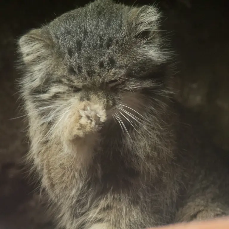 Фотография Клёна в Зоопарке Уено