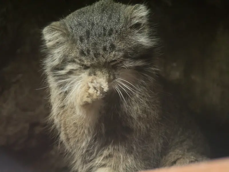 Фотография Клёна в Зоопарке Уено