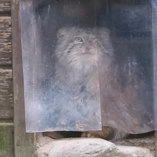 Фотография Боженки в Познаньском Новом Зоопарке