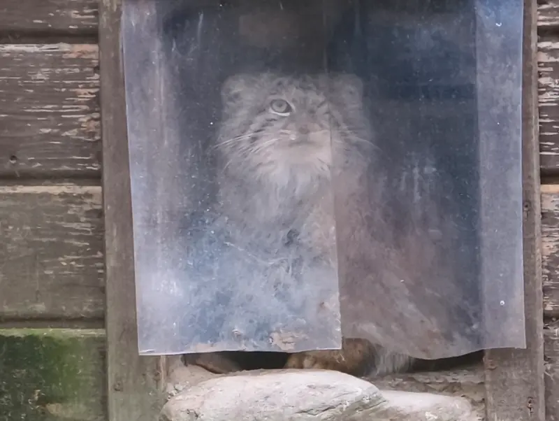 Фотография Боженки в Познаньском Новом Зоопарке