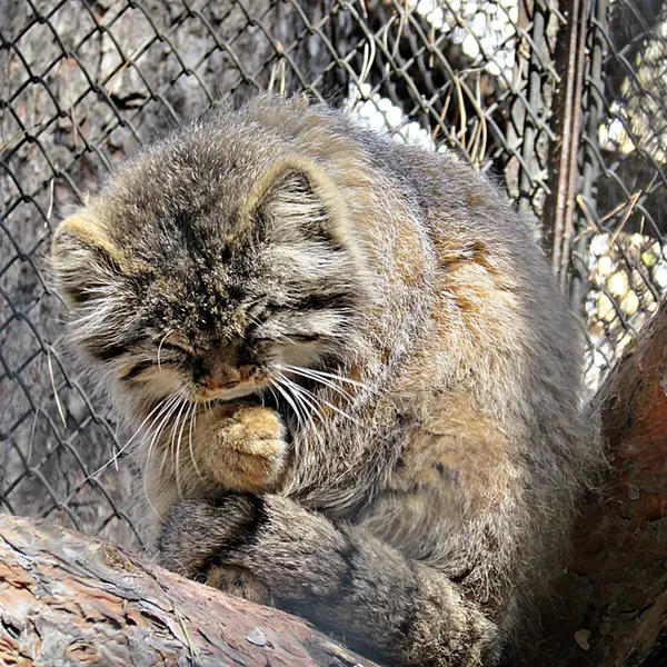 Фотография Зеленогорска в Новосибирском Зоопарке