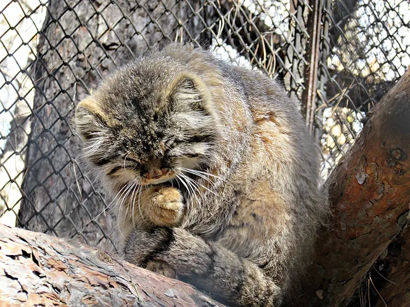 Фотография Зеленогорска в Новосибирском Зоопарке