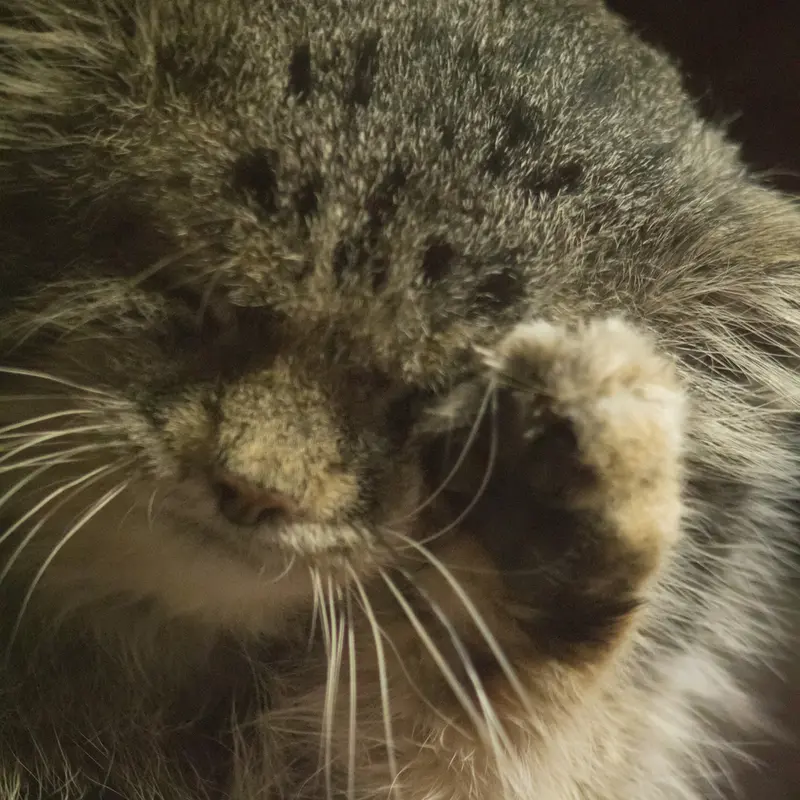 Фотография Клёна в Зоопарке Уено