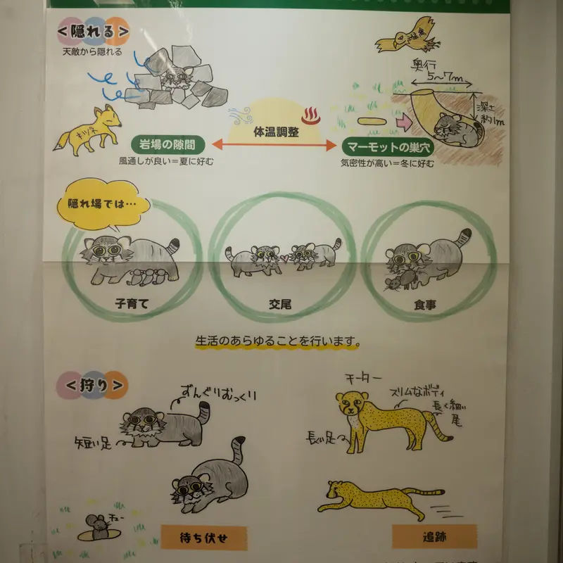 Фотография с манулом в Зоопарке Ногеяме