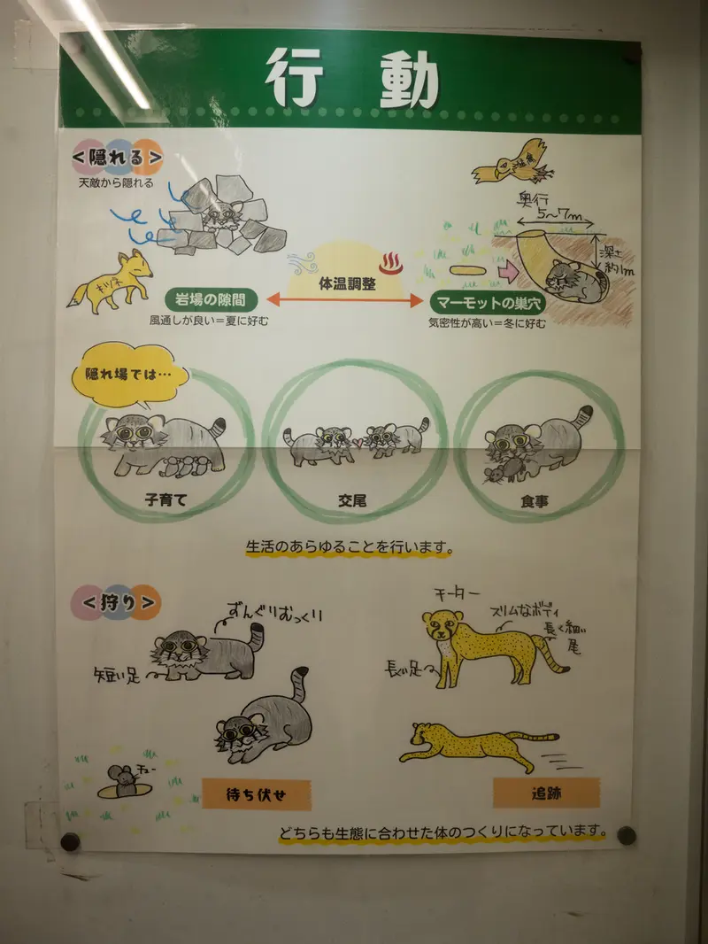 Фотография с манулом в Зоопарке Ногеяме