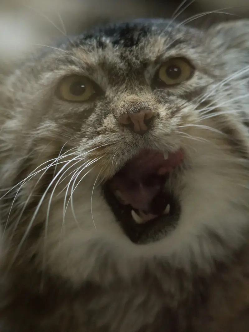 Фотография Примулы в Зоопарке Уено