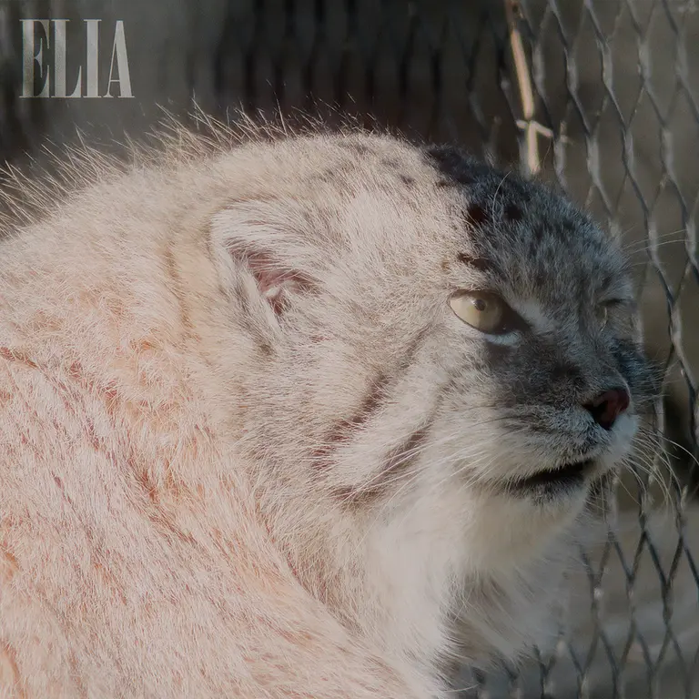 Фотография Олафа в Зоопарке Калгари / Институте Уайлдере