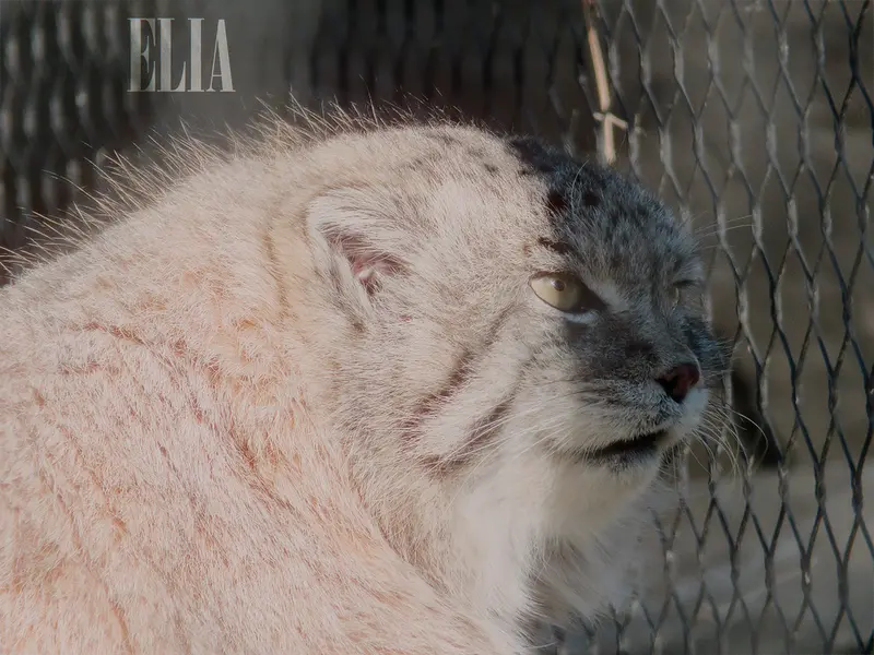 Фотография Олафа в Зоопарке Калгари / Институте Уайлдере