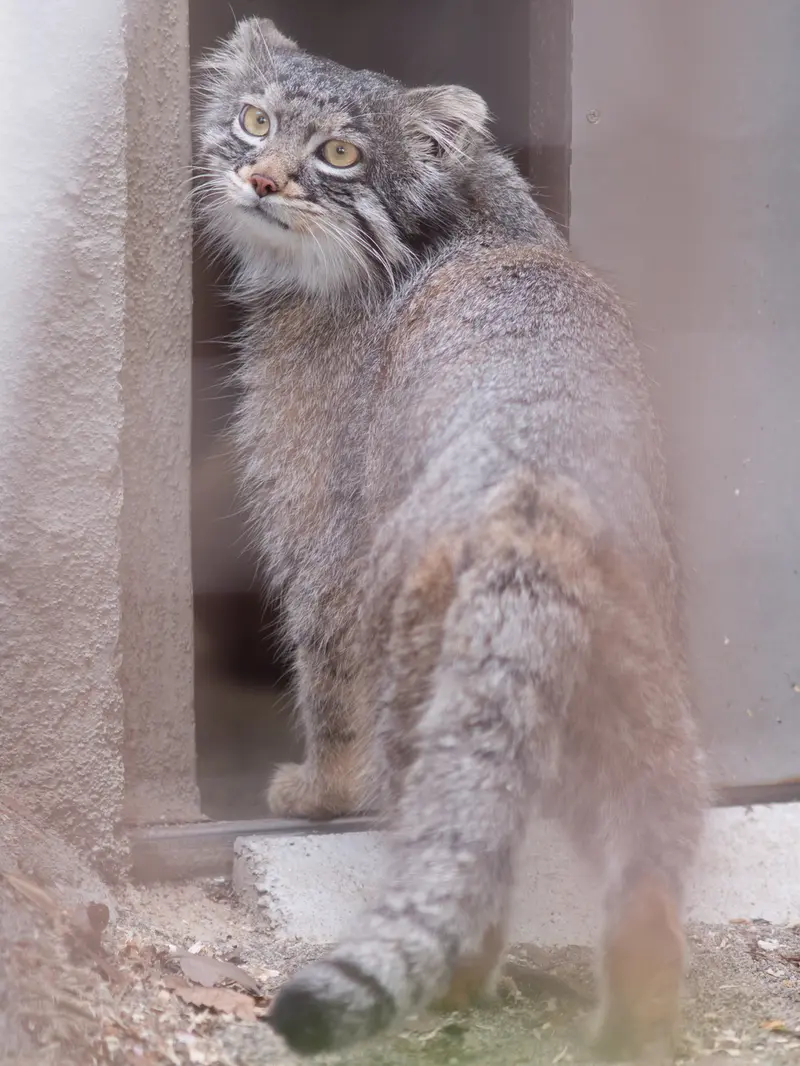 Фотография Фиги в Зоопарке Ногеяме