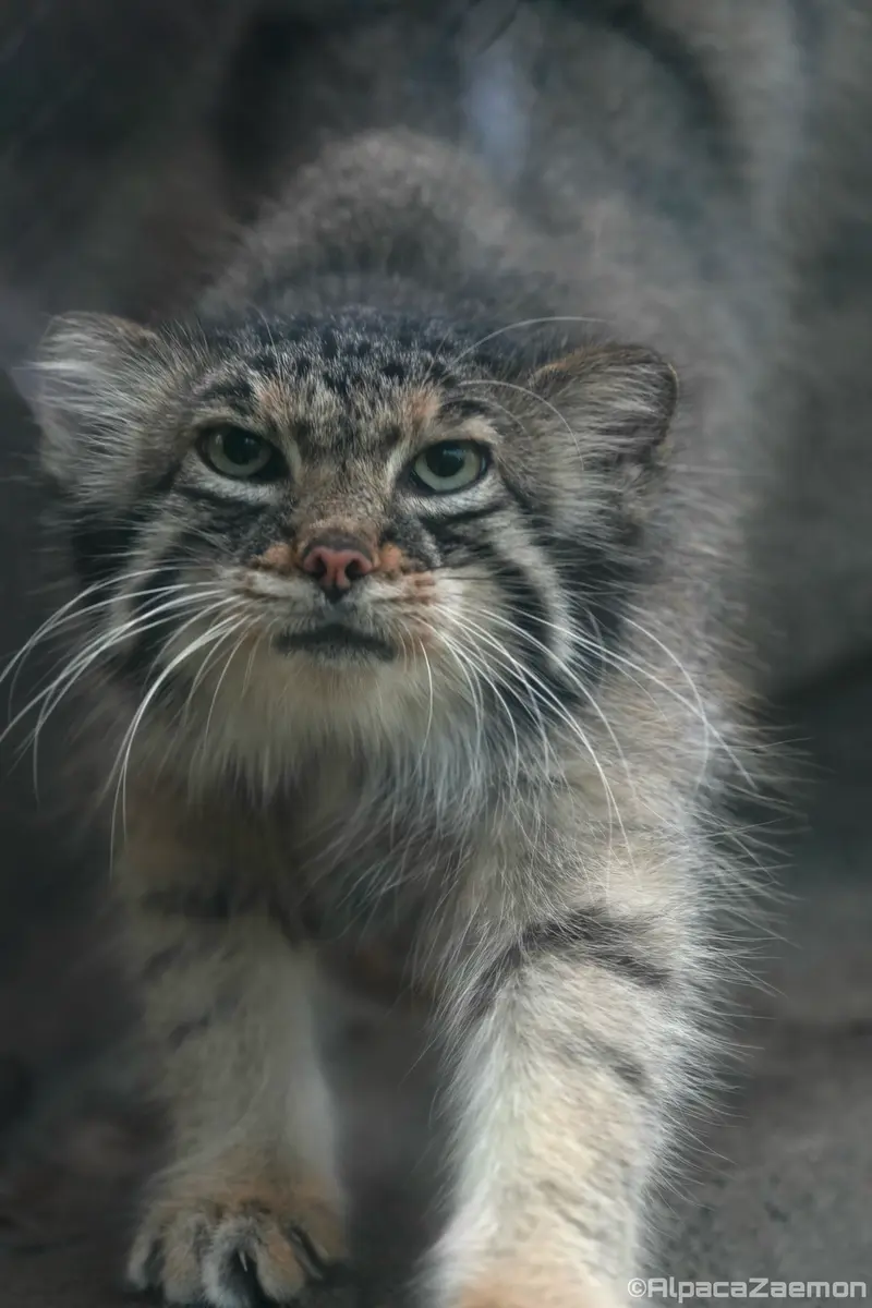 Фотография Аз в Царстве Животных Кобе