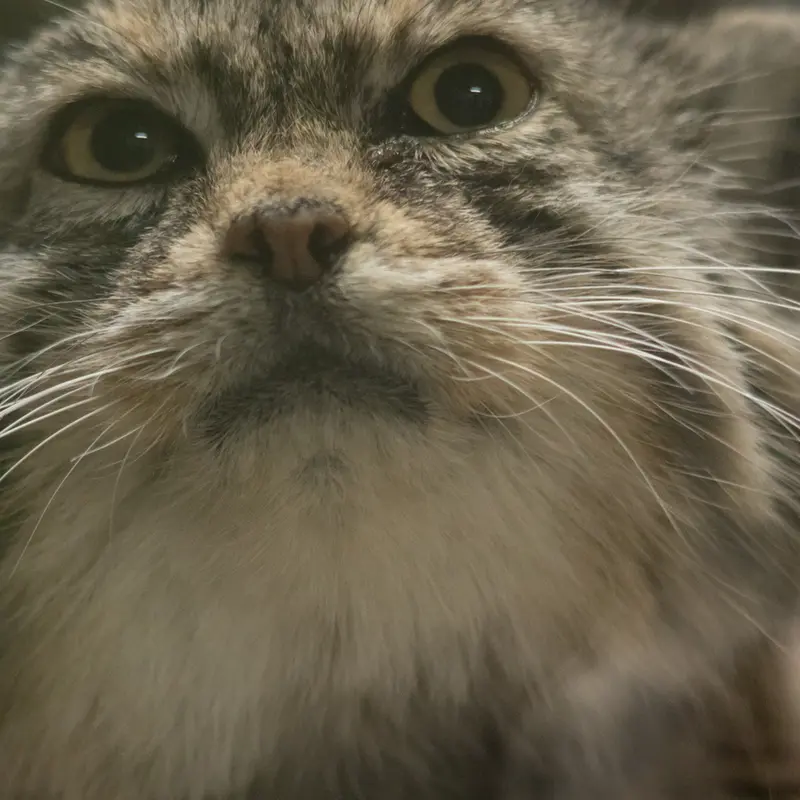 Фотография Примулы в Зоопарке Уено