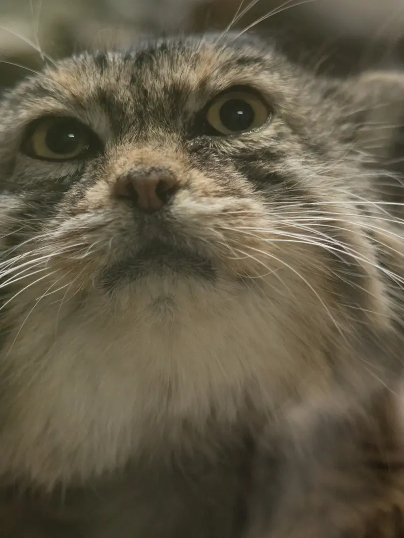 Фотография Примулы в Зоопарке Уено