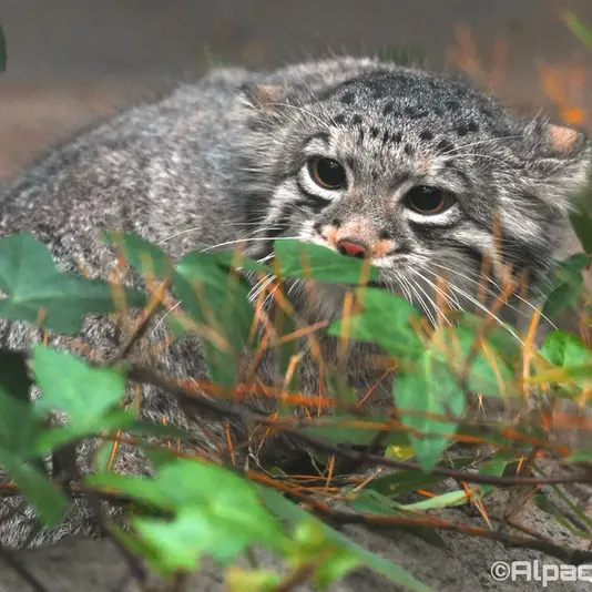 Фотография Ото в Царстве Животных Кобе