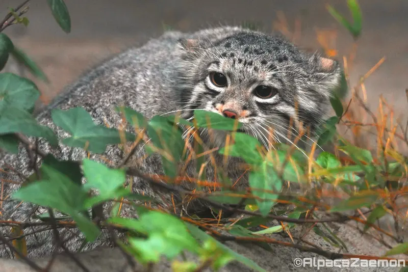 Фотография Ото в Царстве Животных Кобе