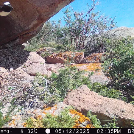 Фотография с манулом с фотоловушки Шубарайгыр