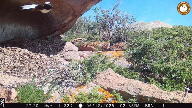 Фотография с манулом с фотоловушки Шубарайгыр