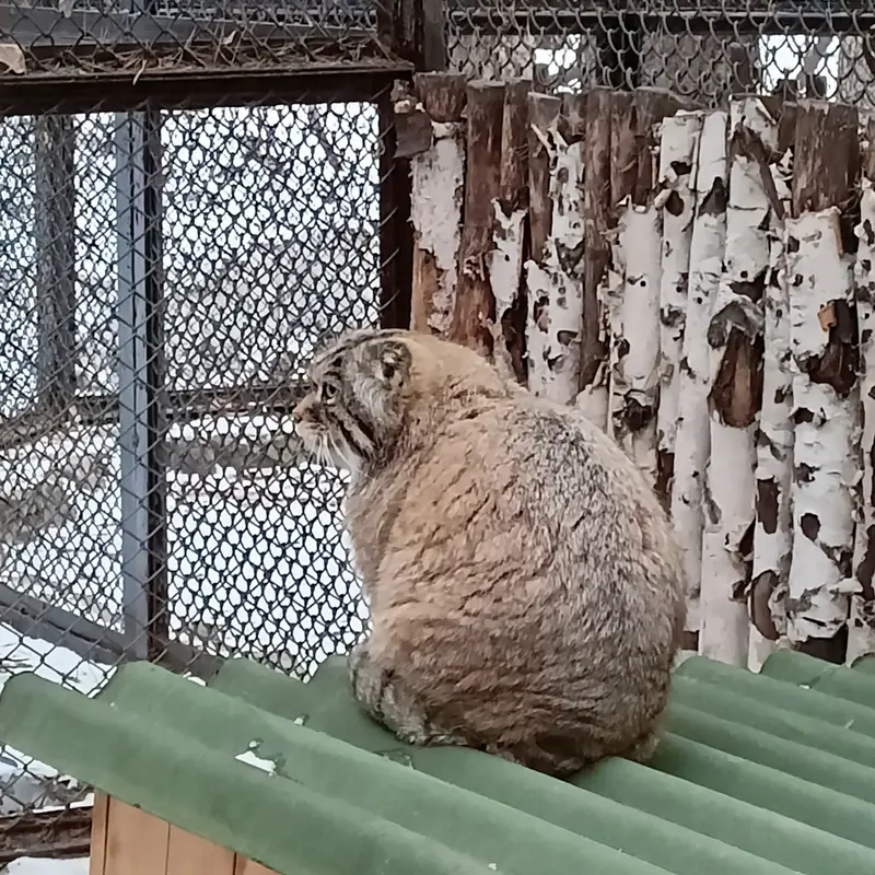 Фотография Жоры в Новосибирском Зоопарке