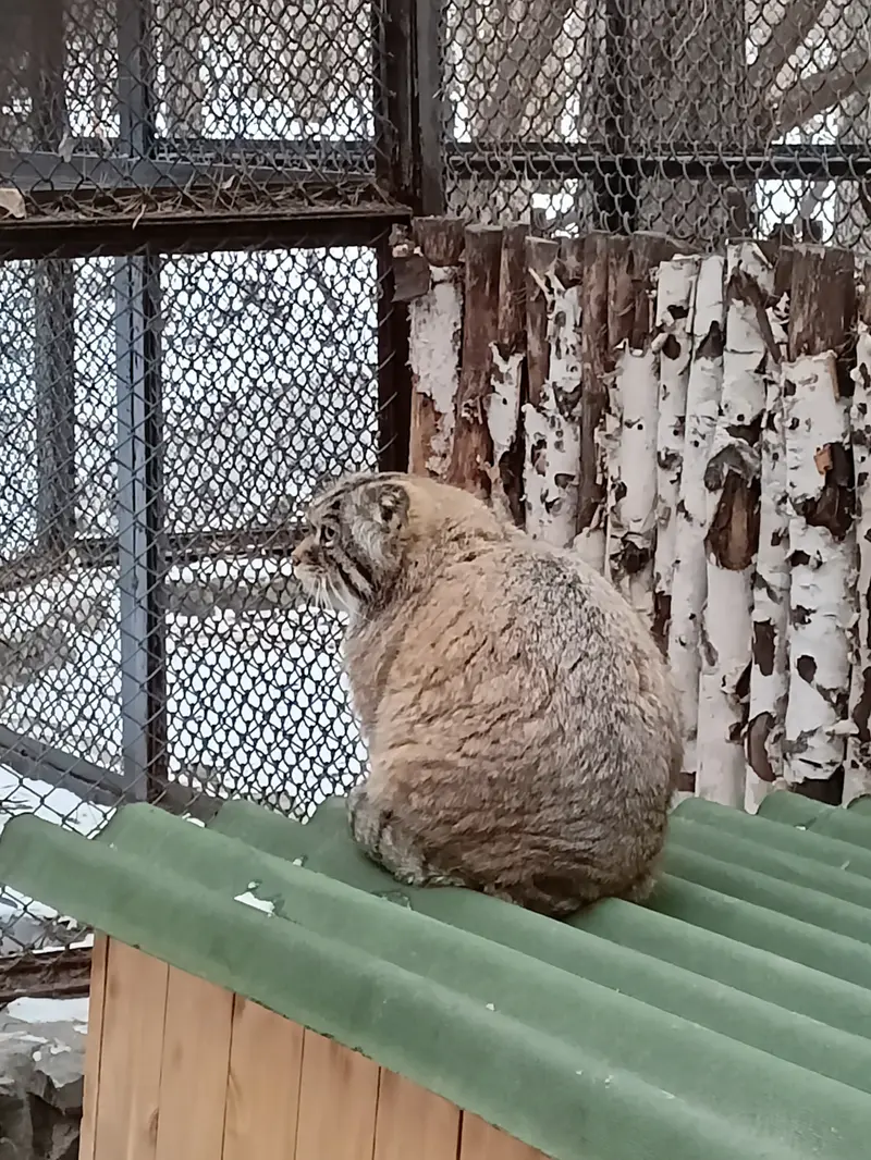 Фотография Жоры в Новосибирском Зоопарке