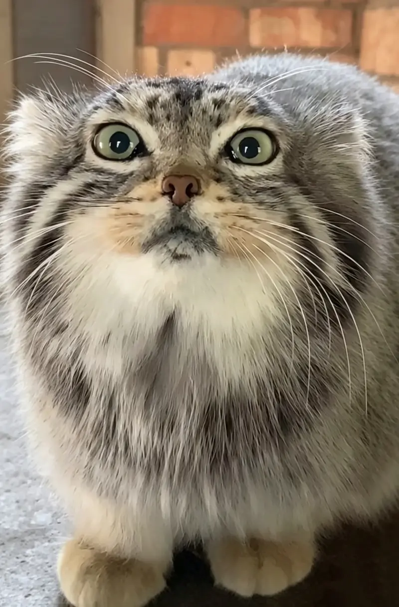 Фотография с манулом