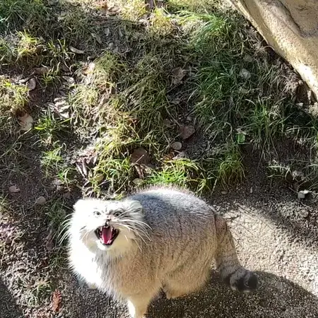 Фотография Полли в Царстве Животных Насу