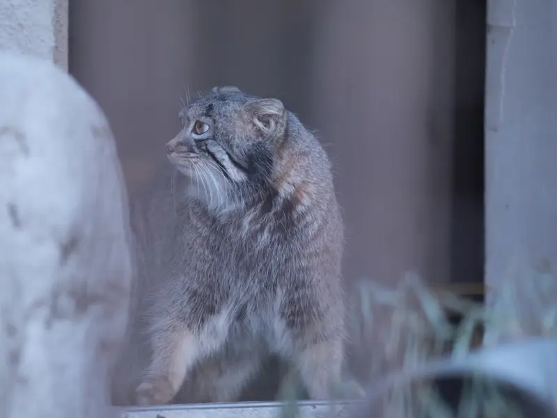 Фотография Фиги в Зоопарке Ногеяме