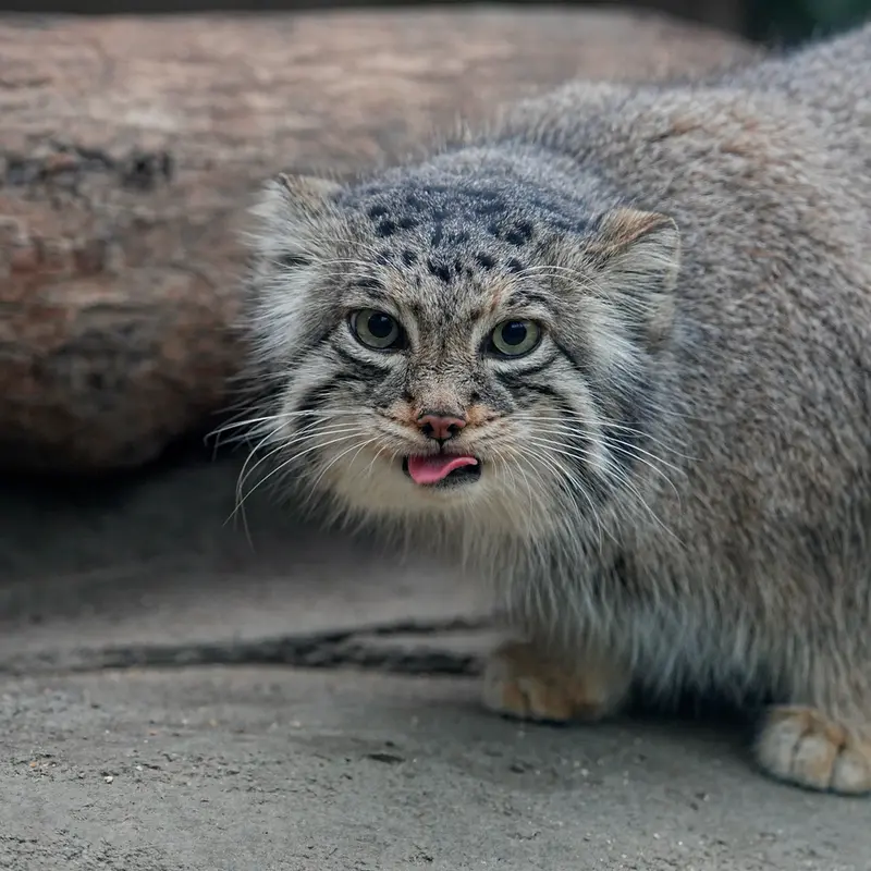 Фотография Аз в Царстве Животных Кобе