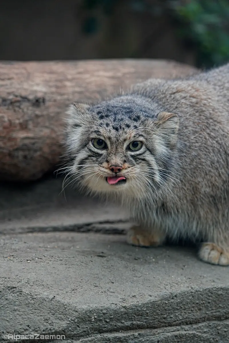 Фотография Аз в Царстве Животных Кобе