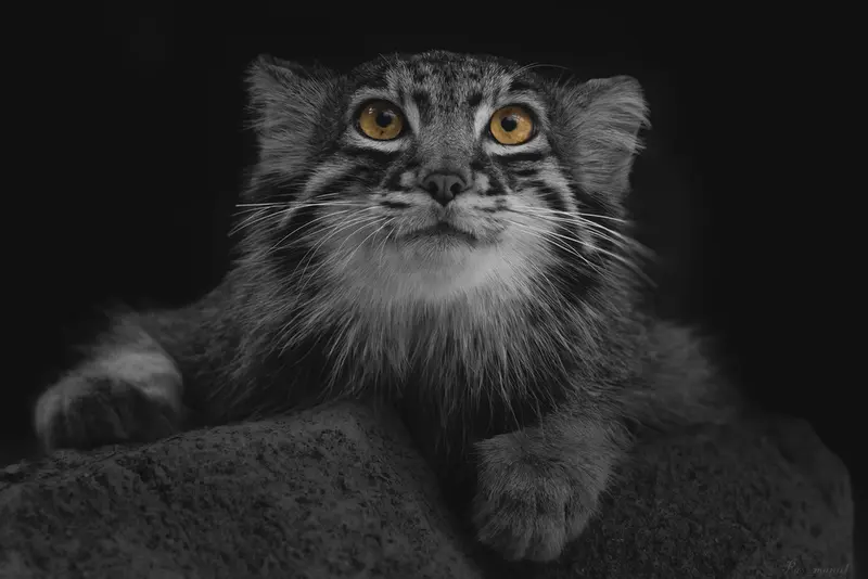 Фотография с манулом